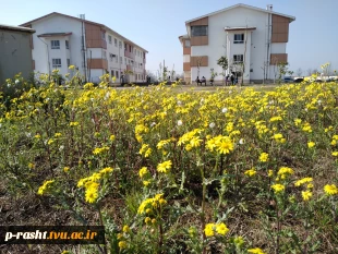 کاشت نهال با هدف ترویج و حفظ محیط زیست در دانشکده شهید چمران دانشگاه فنی و حرفه ای استان گیلان 8